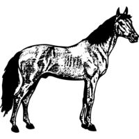 HORSE014 Thumbnail