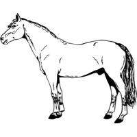 HORSE027 Thumbnail