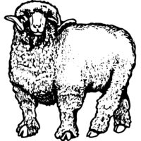 SHEEP001 Thumbnail