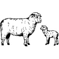 SHEEP010 Thumbnail